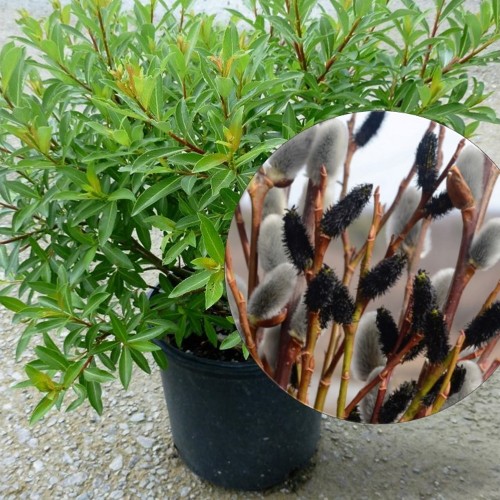 Salix gracilistyla 'Melanostachys' - Pikaemakaline paju 'Melanostachys' C2/2L